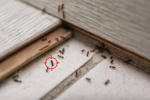 Best Ant Control Services  in Crandon Lakes, NJ