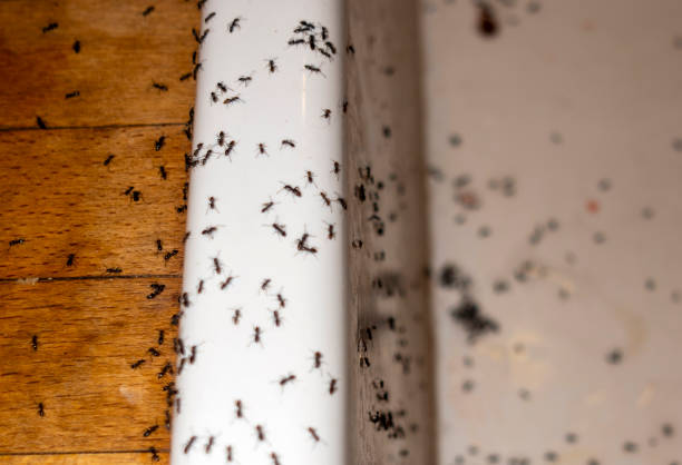 Best Termite Control Services  in Crandon Lakes, NJ